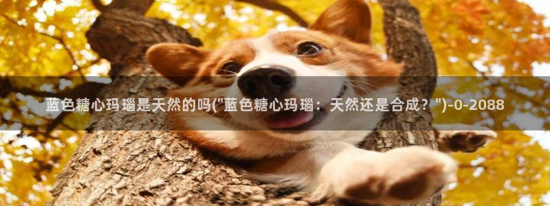 心糖vlog免费在线观看